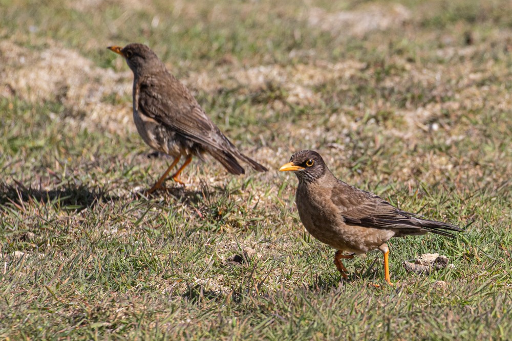 Austral Thrush (Falkland) - ML614960998