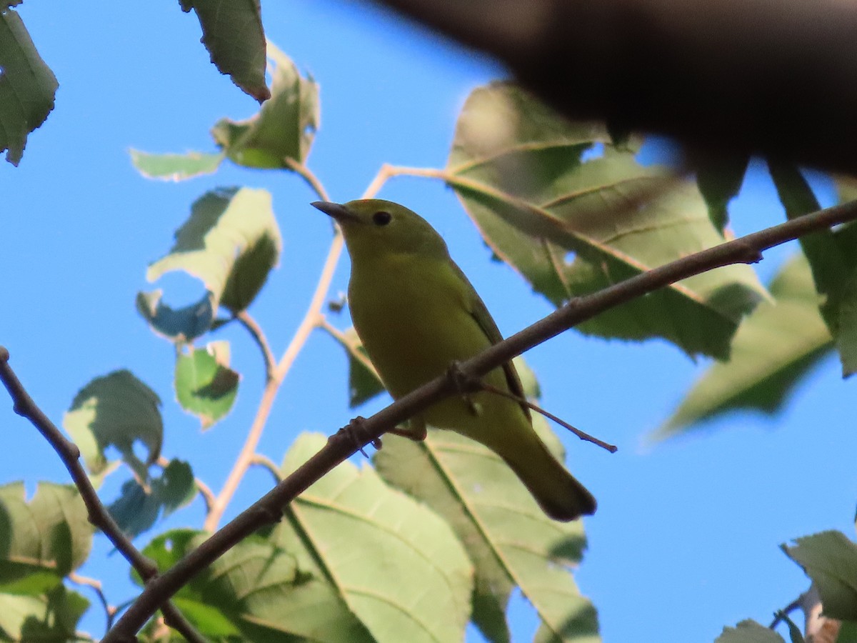 Yellow Warbler - ML614961004