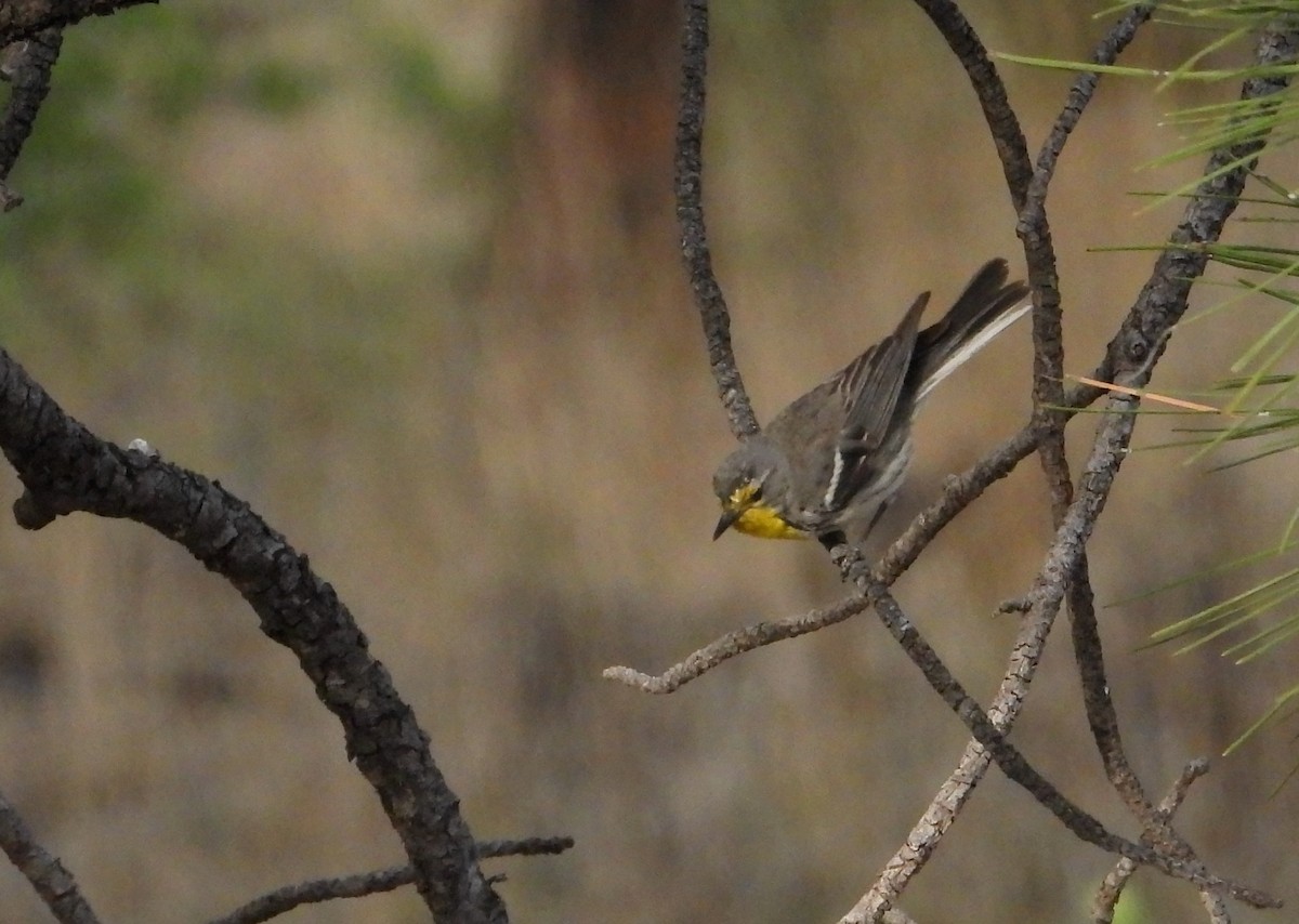 Grace's Warbler - ML614961005