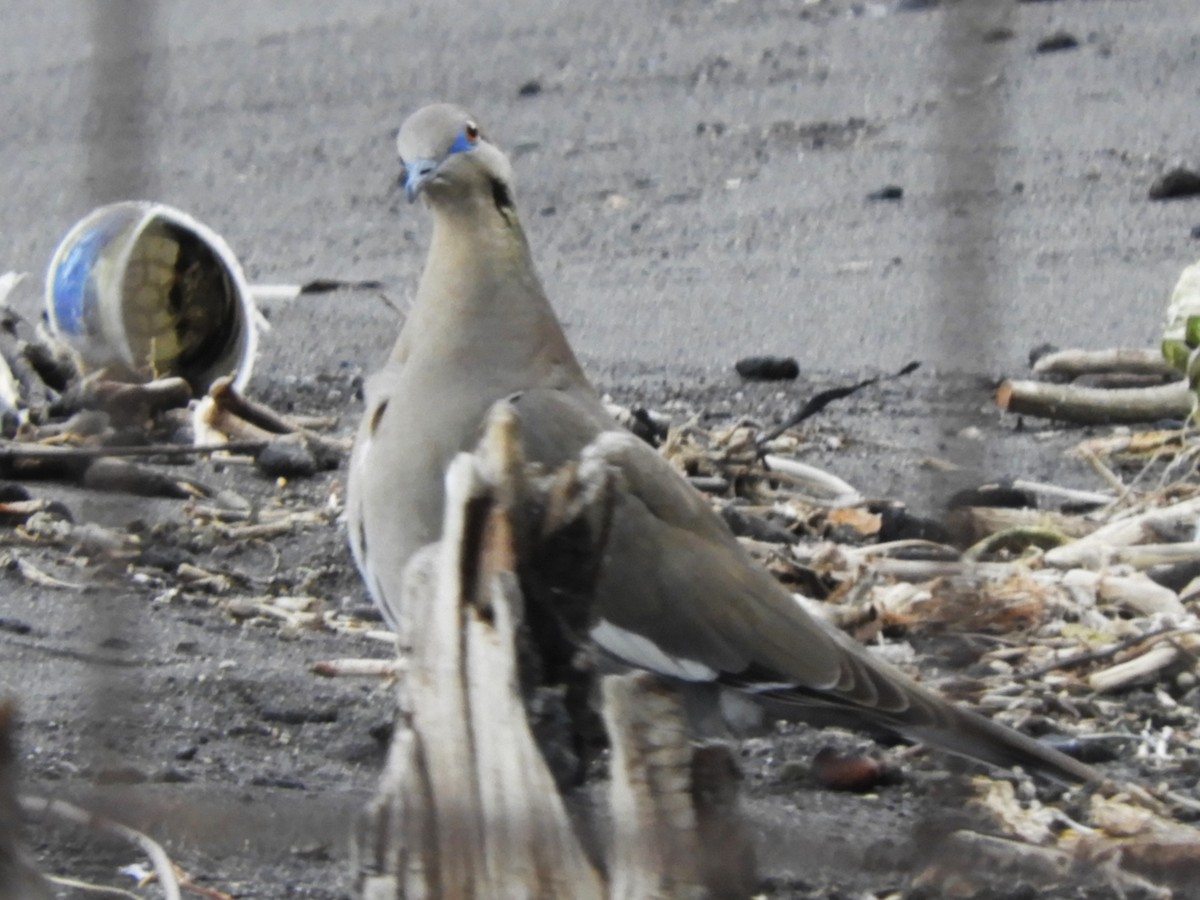 White-winged Dove - ML614961010