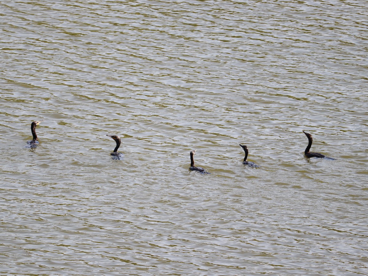 Cormorán Biguá - ML614961054