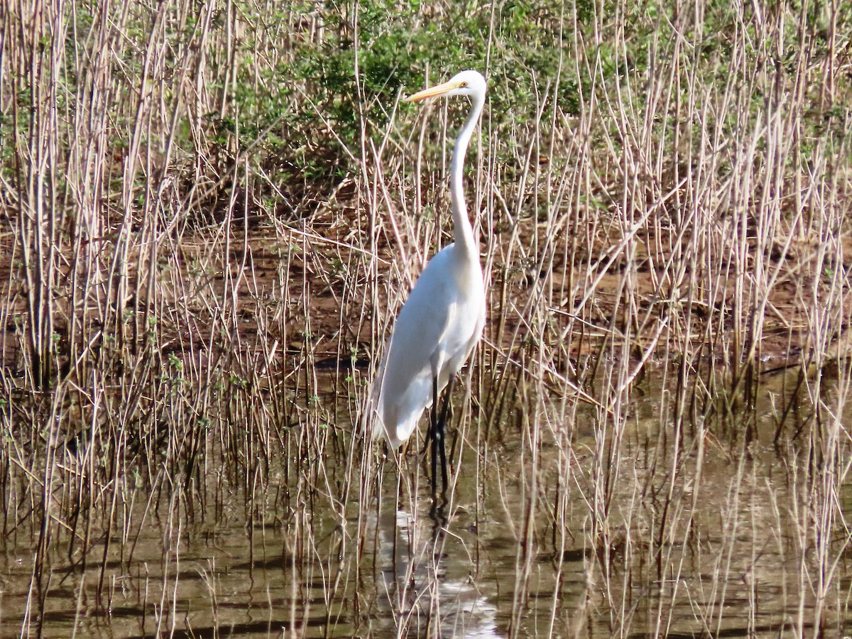 Great Egret - ML614961064