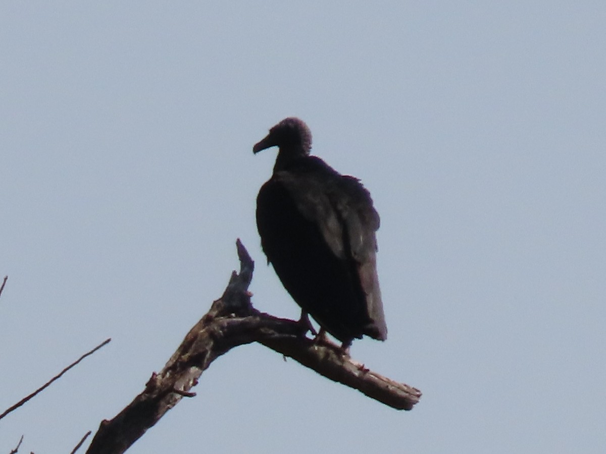 Black Vulture - ML614961073