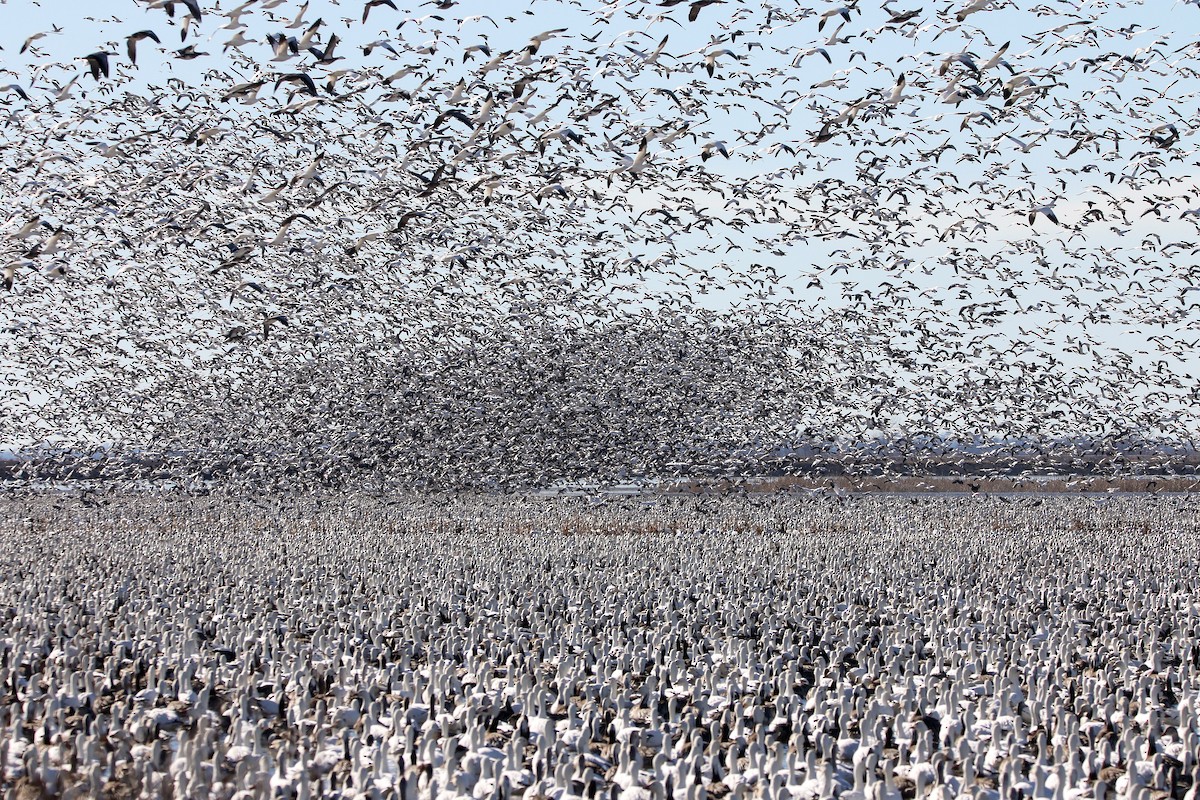 Snow Goose - Alex Marine