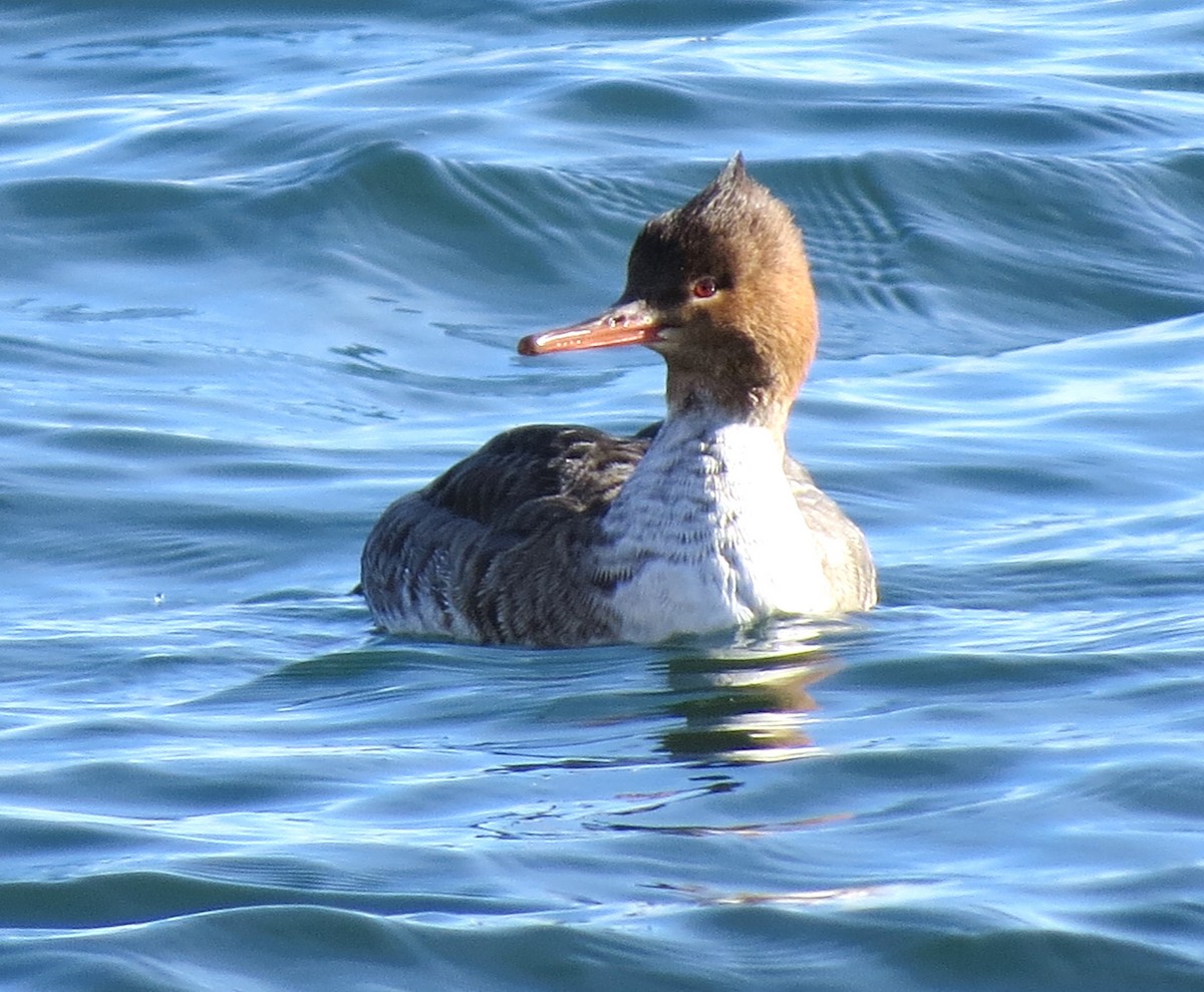 Common Merganser - ML614961144