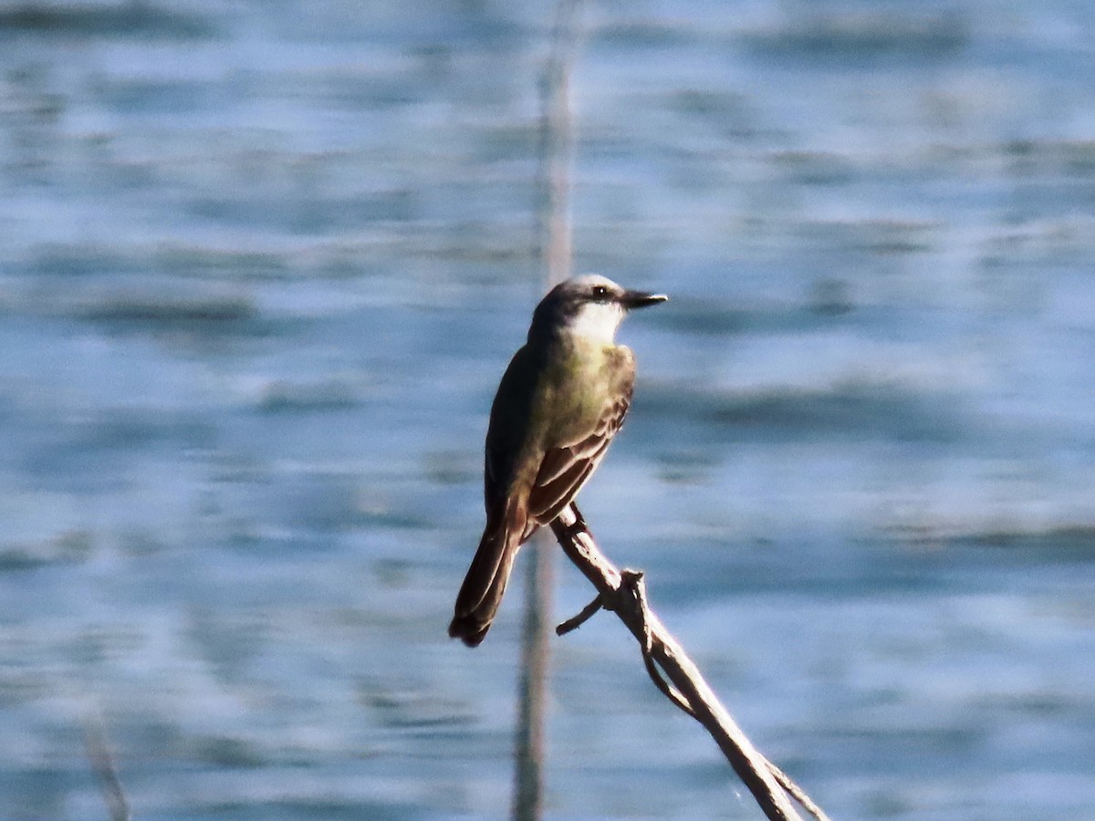 Tropical Kingbird - ML614961150