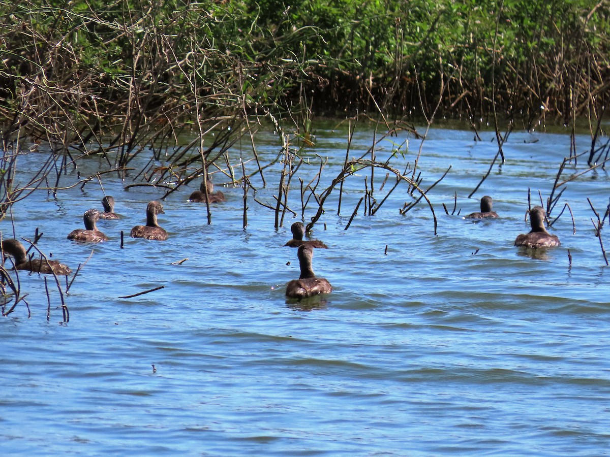 Least Grebe - ML614961187