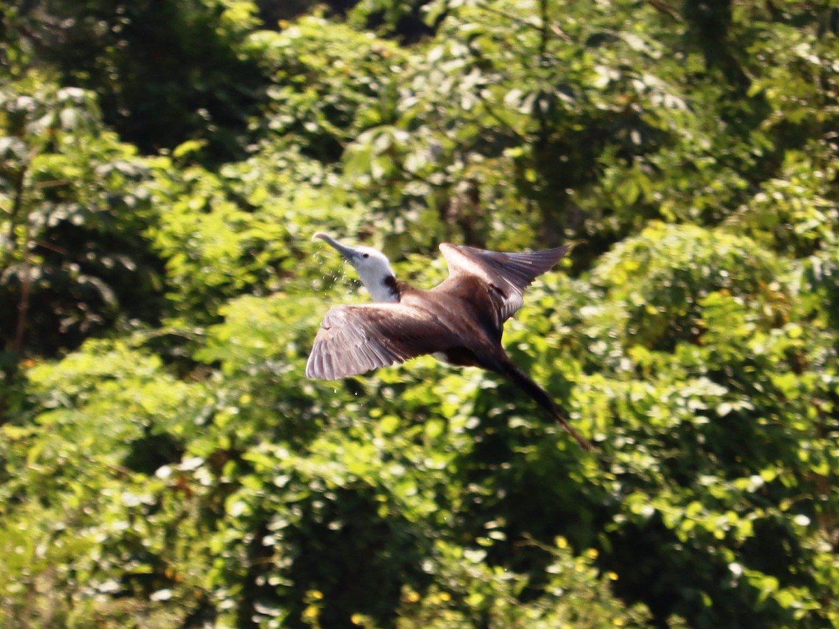 Magnificent Frigatebird - ML614961208