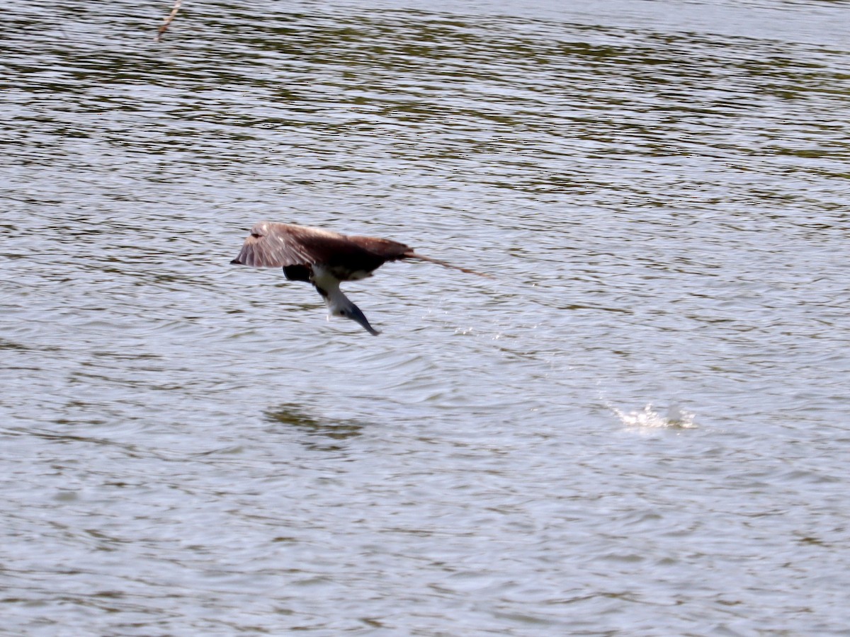 Magnificent Frigatebird - ML614961209