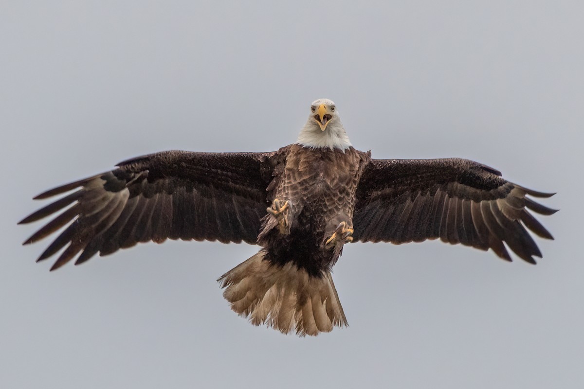 Bald Eagle - Christy Hibsch