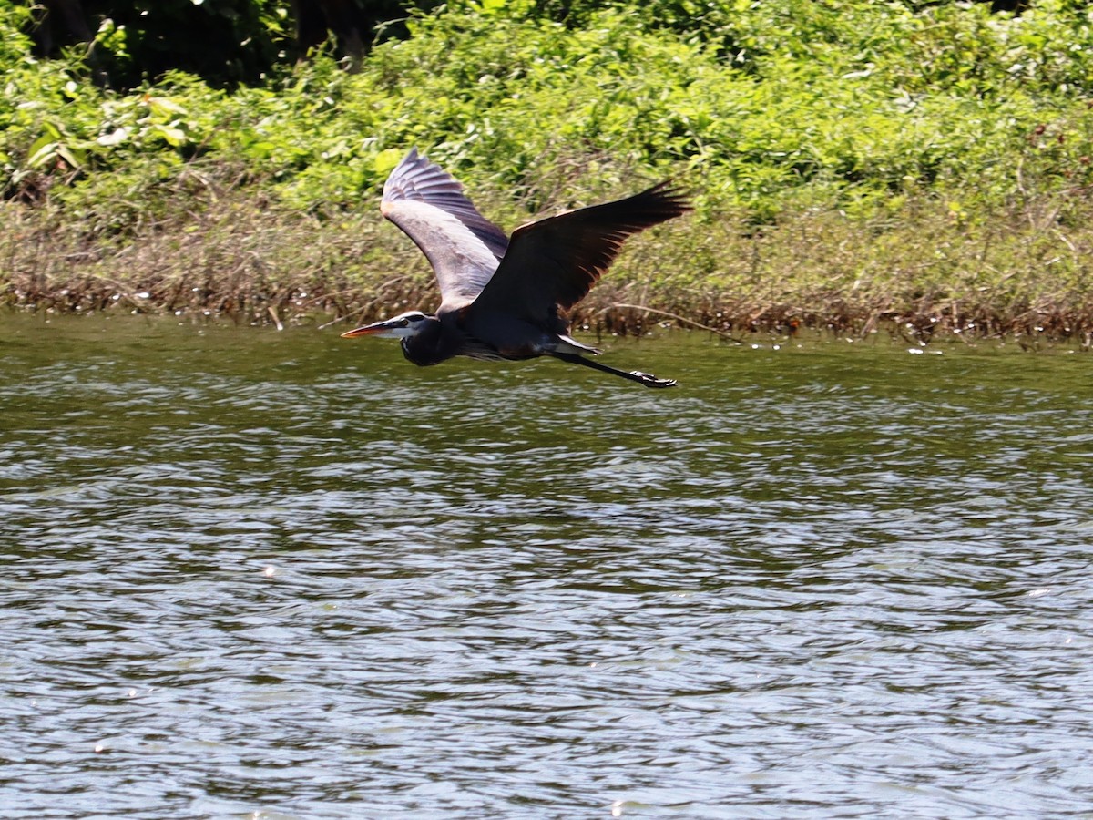 Great Blue Heron - ML614961224