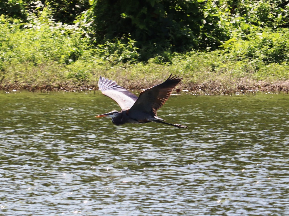 Great Blue Heron - ML614961225