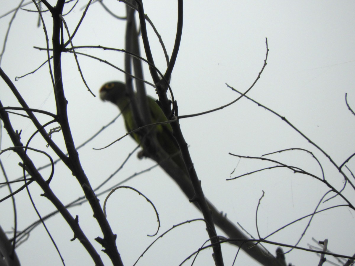 Orange-fronted Parakeet - ML614961240