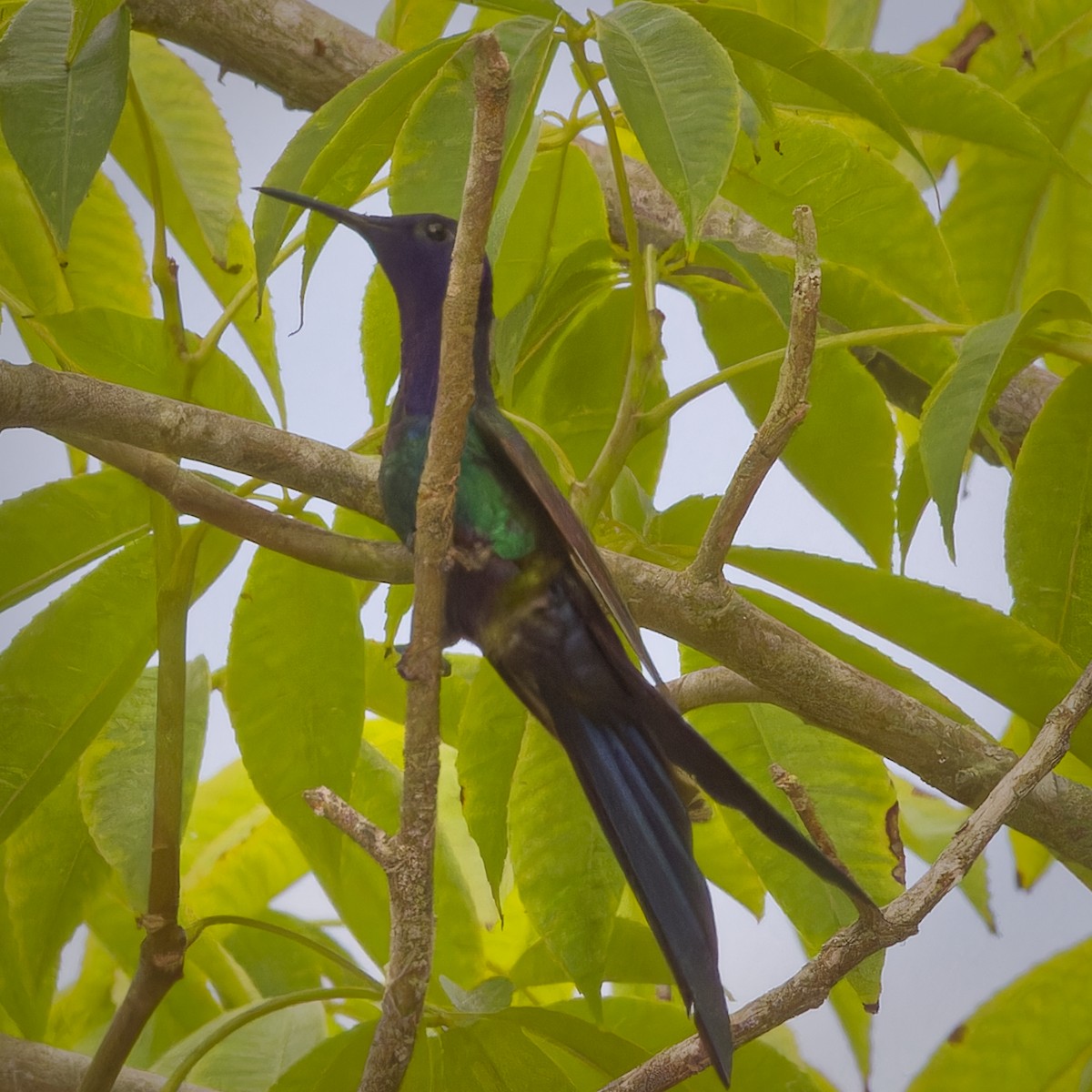 Swallow-tailed Hummingbird - ML614961241