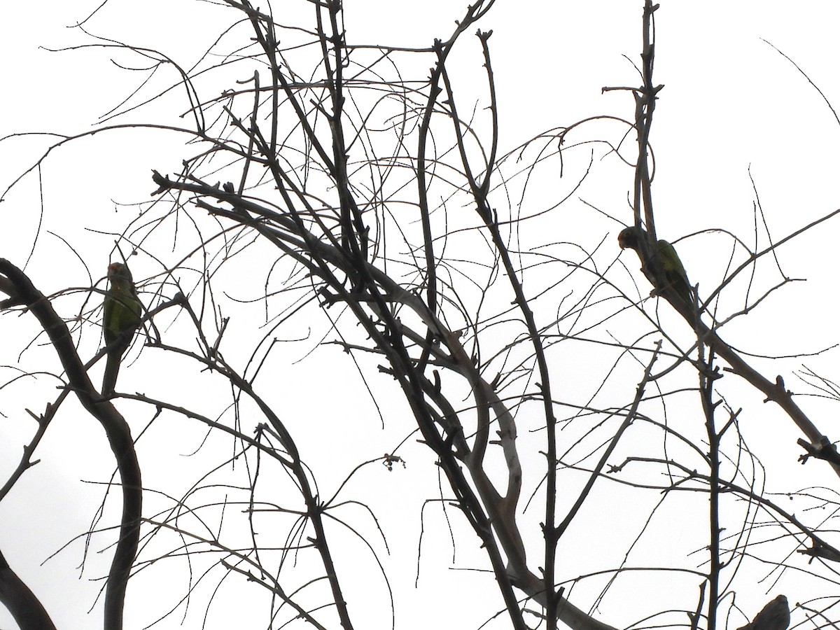 Orange-fronted Parakeet - ML614961246