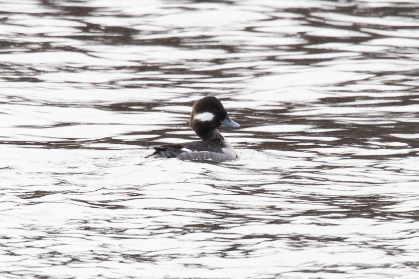 Bufflehead - ML614961382