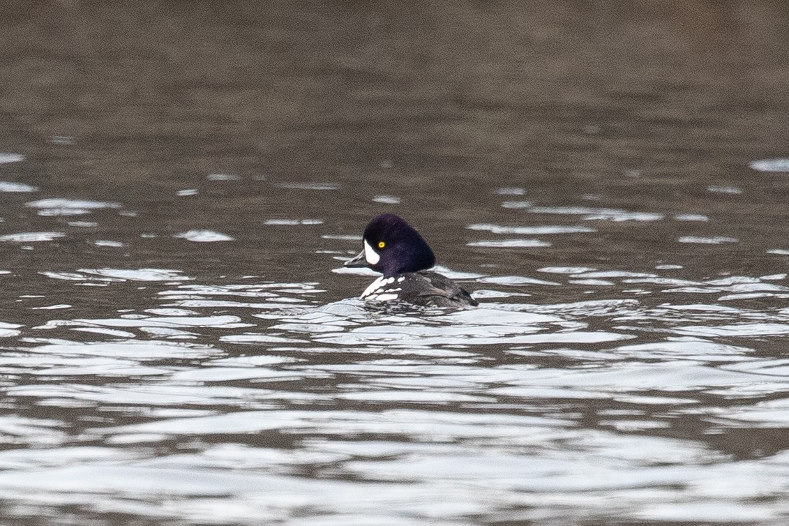 Barrow's Goldeneye - ML614961387