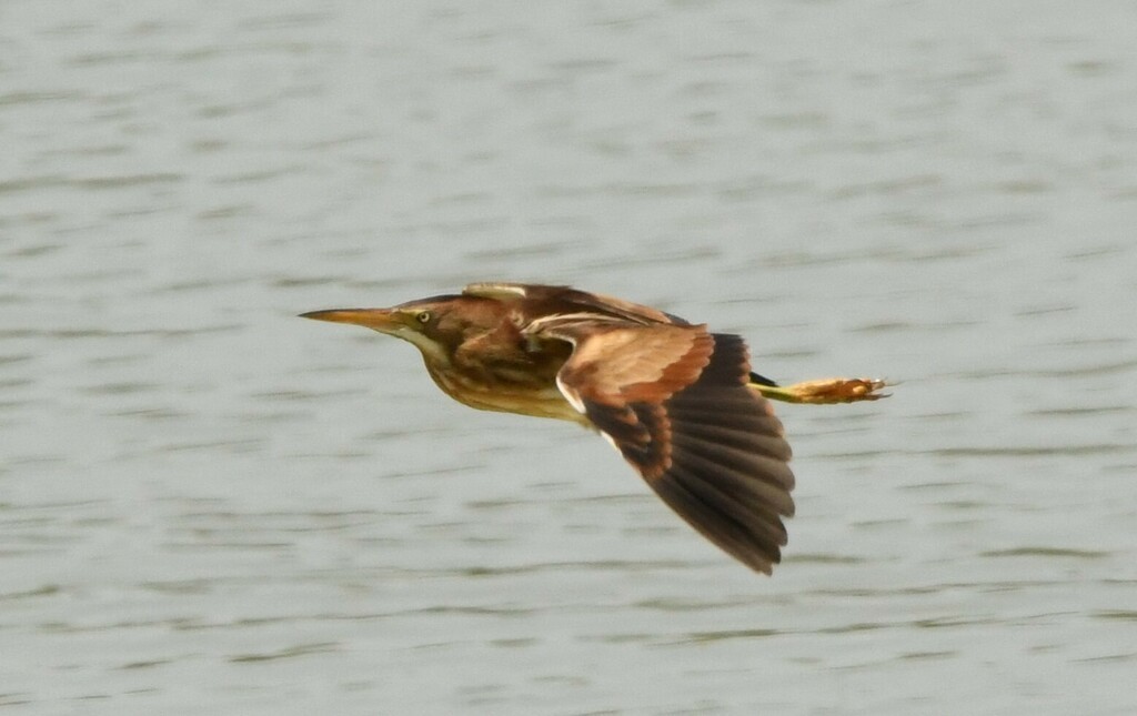 Least Bittern - ML614961402