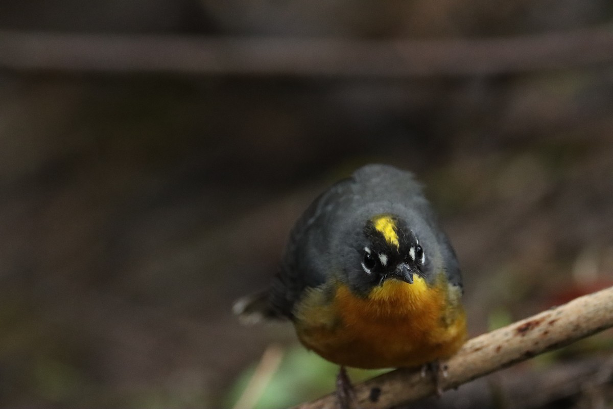 Fan-tailed Warbler - Jeff Corcoran