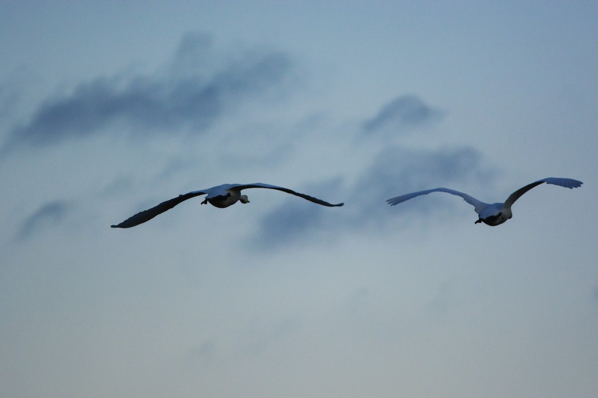 Trumpeter Swan - ML614961459