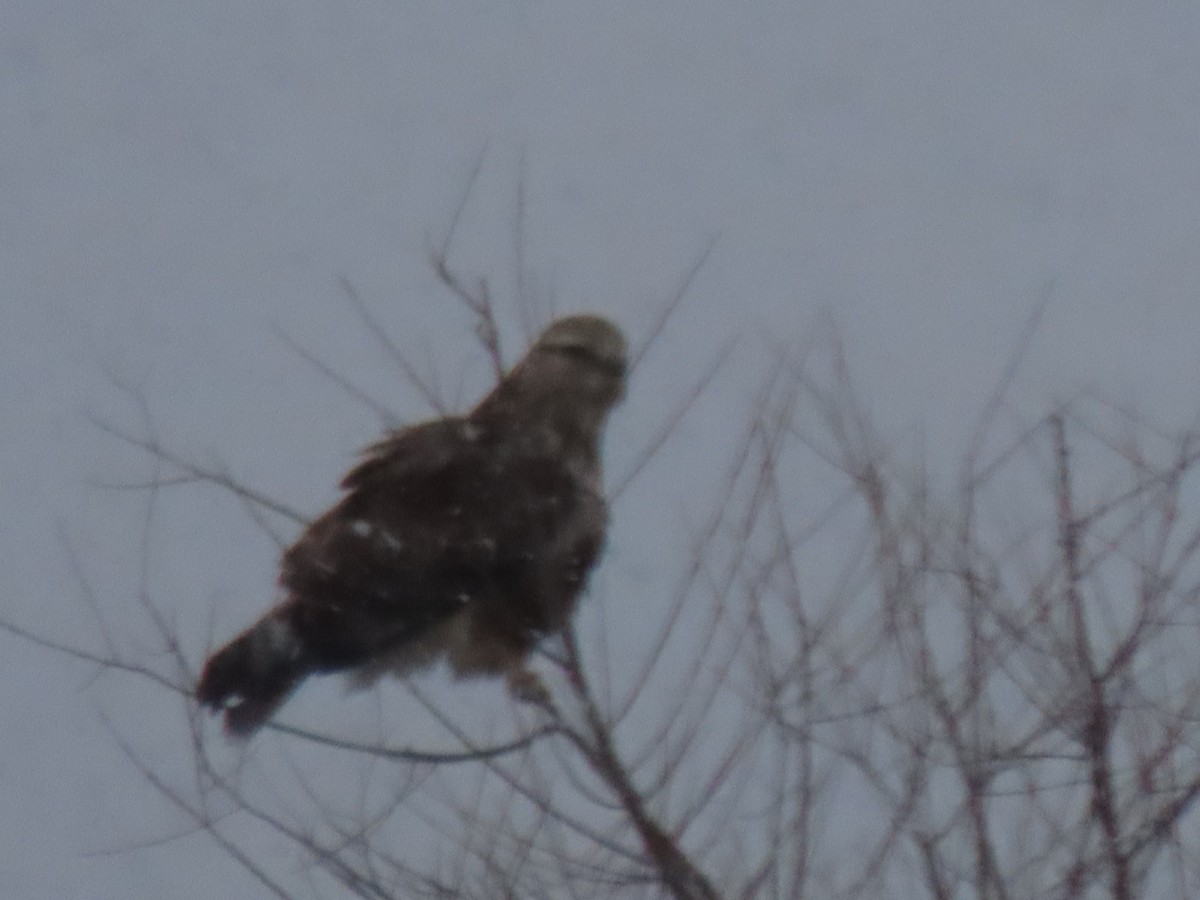 Rough-legged Hawk - ML614961520