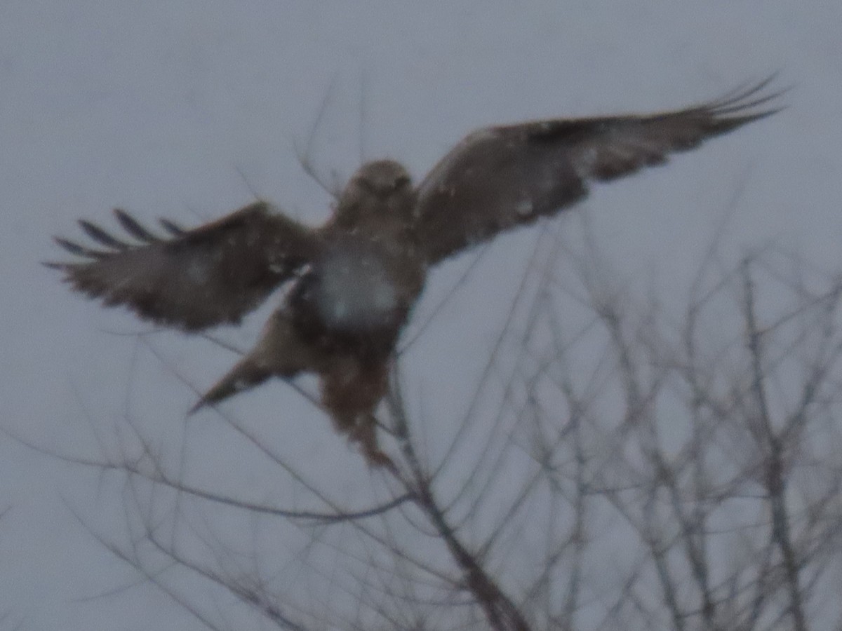Rough-legged Hawk - ML614961521