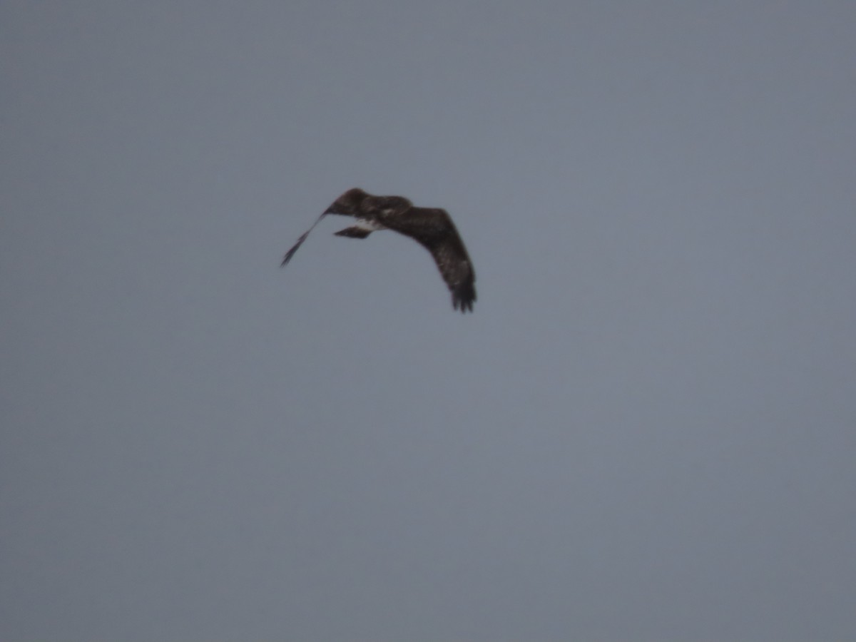 Rough-legged Hawk - ML614961522