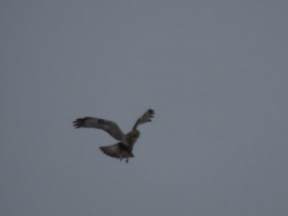 Rough-legged Hawk - ML614961525