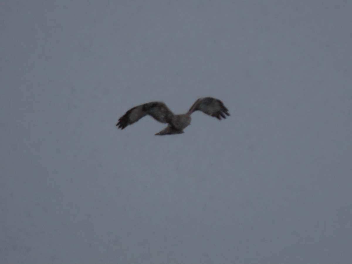 Rough-legged Hawk - Lisa Phelps