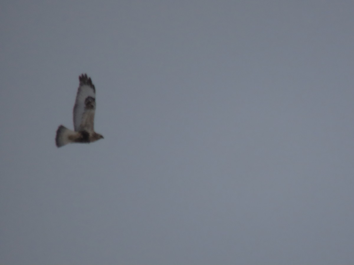 Rough-legged Hawk - Lisa Phelps