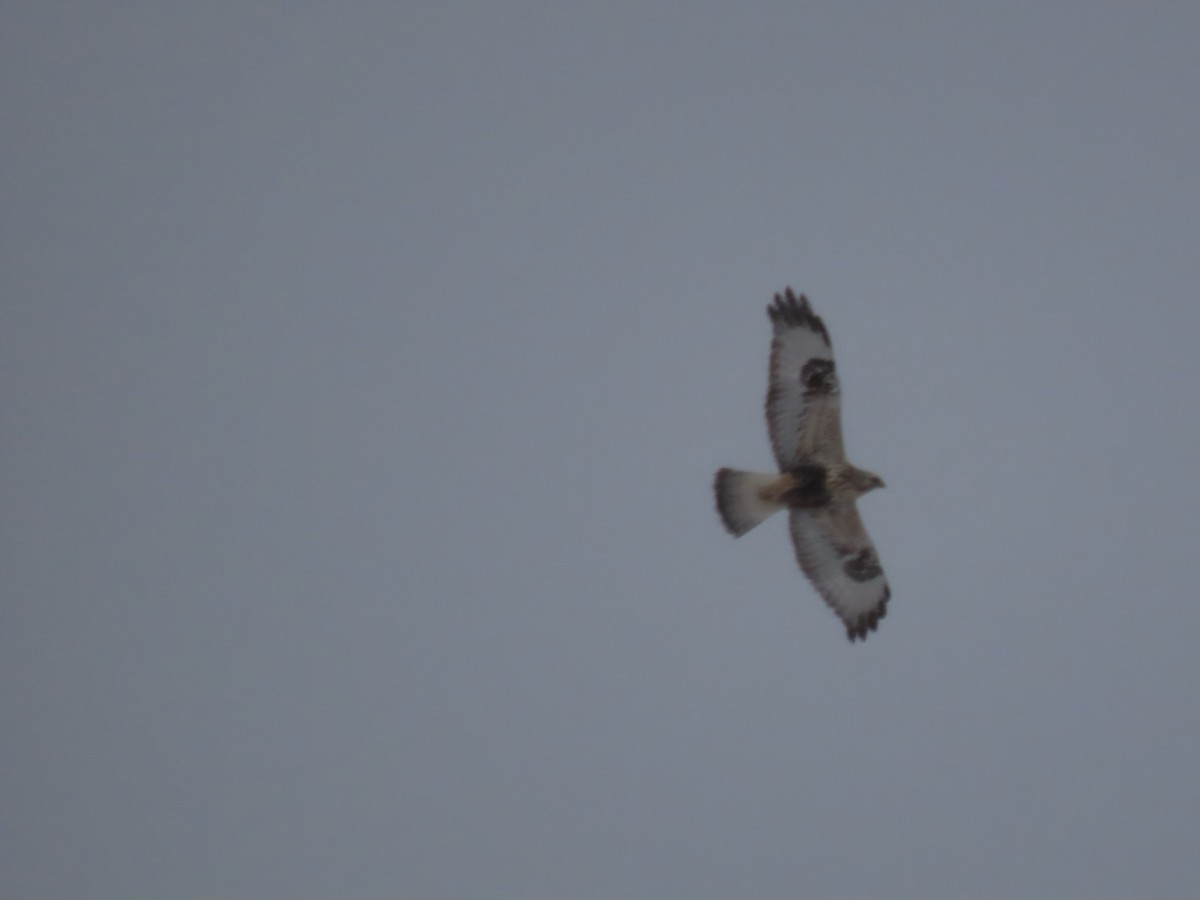 Rough-legged Hawk - ML614961530