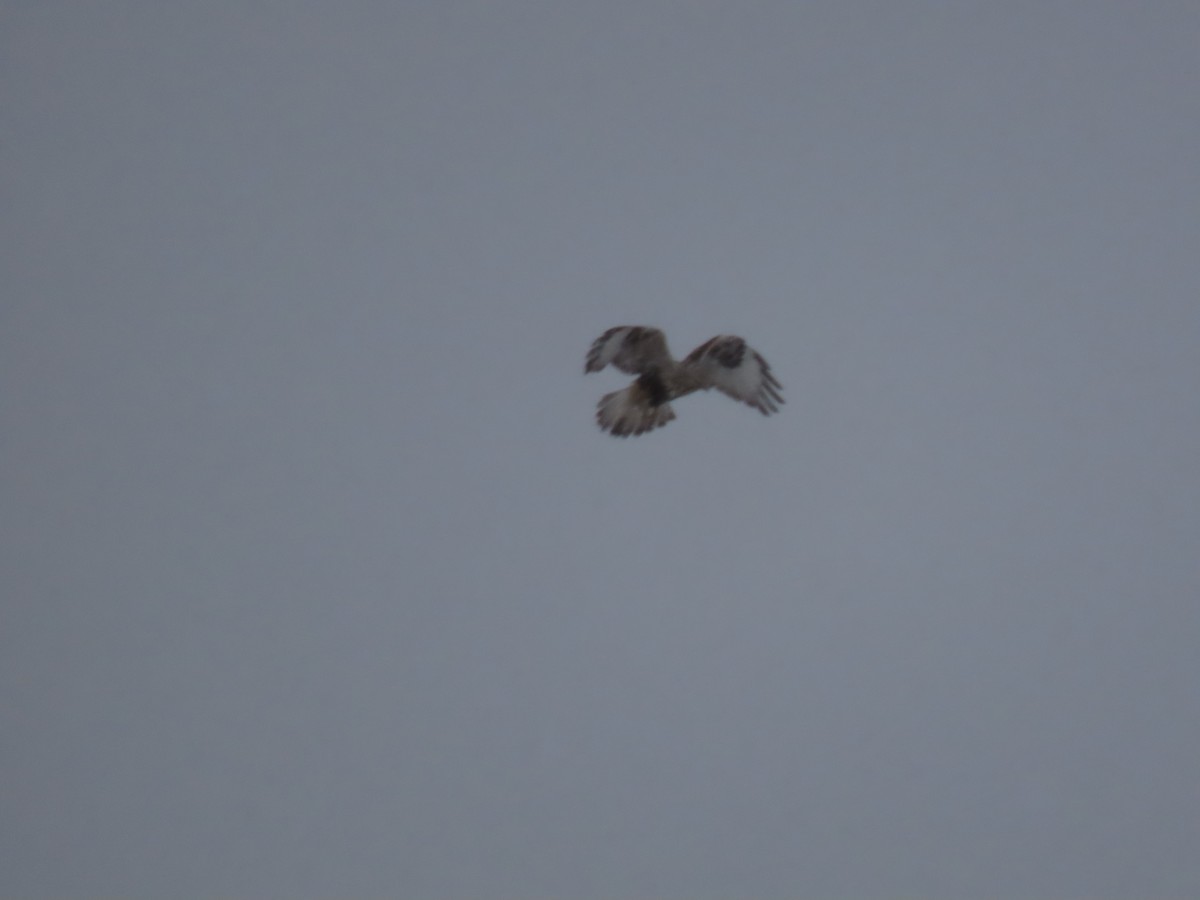 Rough-legged Hawk - Lisa Phelps