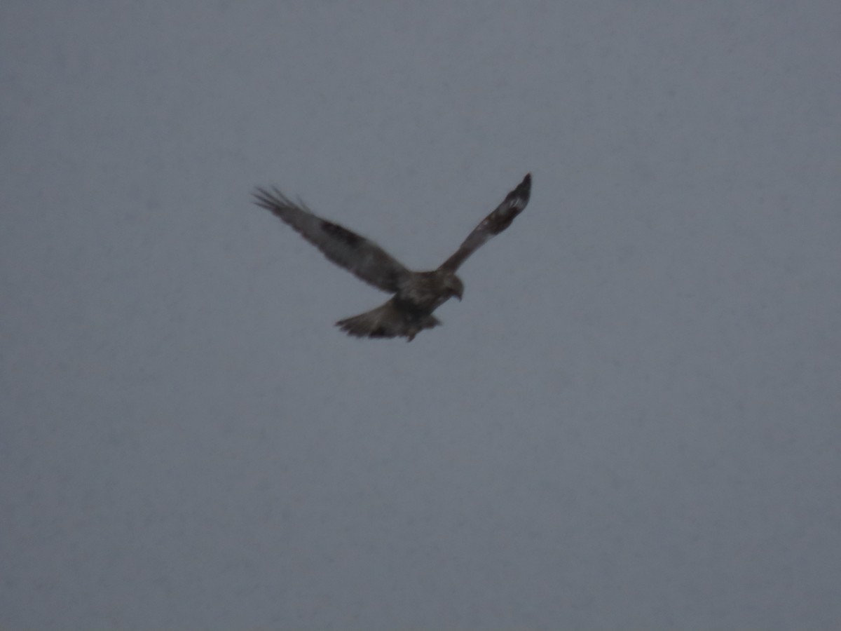 Rough-legged Hawk - ML614961532