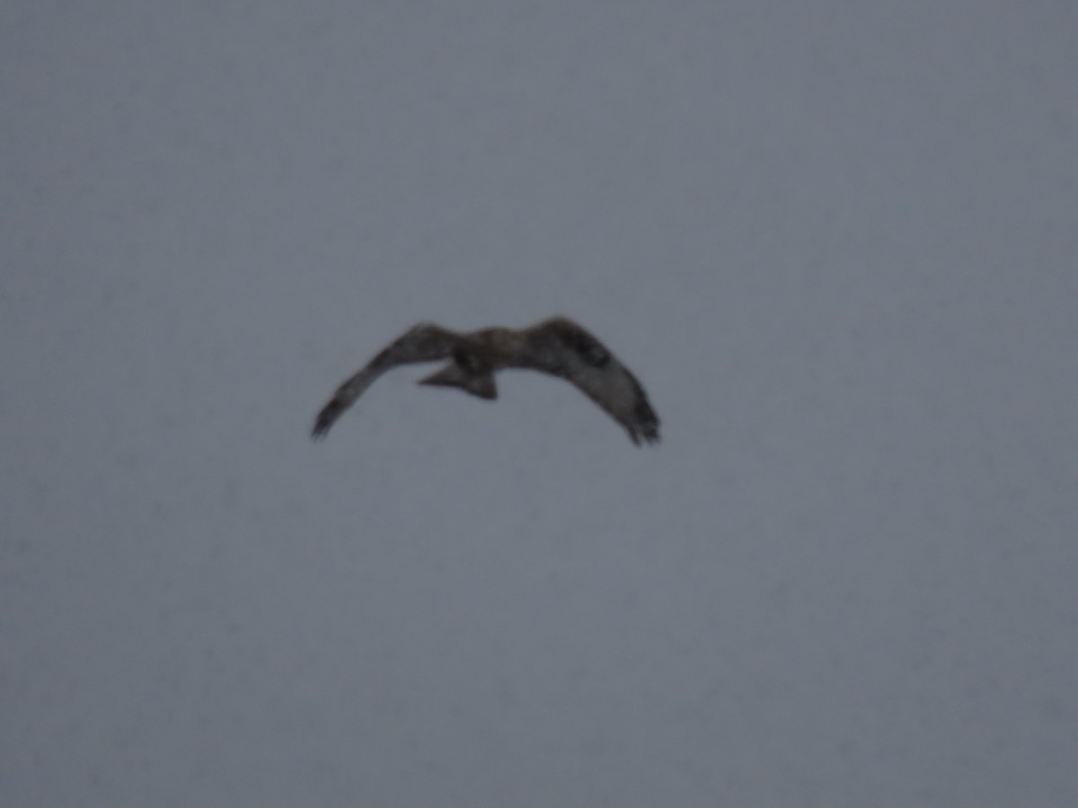 Rough-legged Hawk - ML614961537