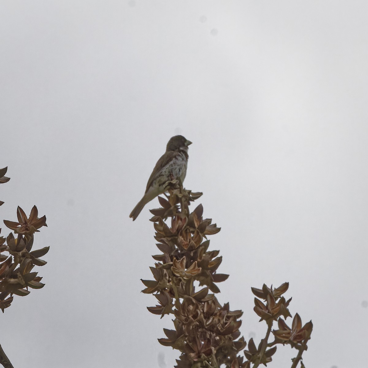 Double-collared Seedeater - ML614961625