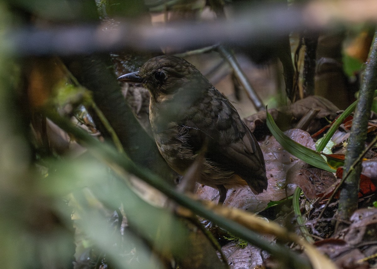 Plain-backed Antpitta - Patrick Van Thull