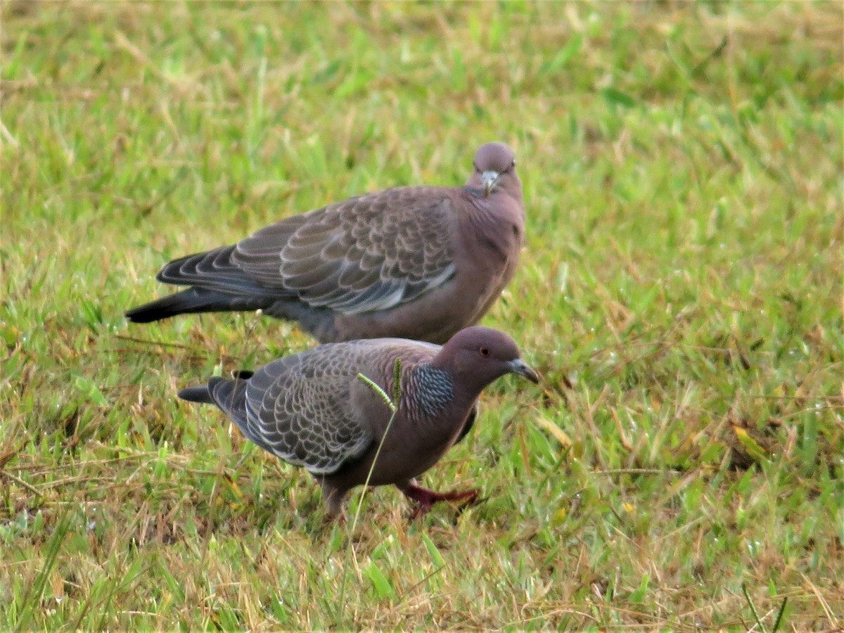 Picazuro Pigeon - ML614961639