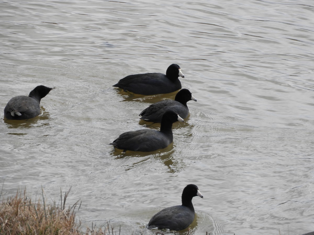 American Coot - Rex Graham