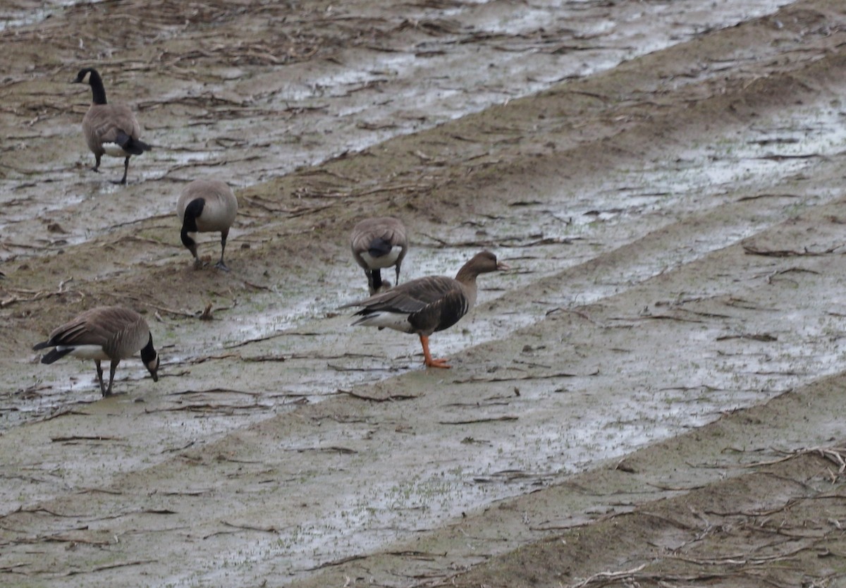 Greater White-fronted Goose - ML614961655