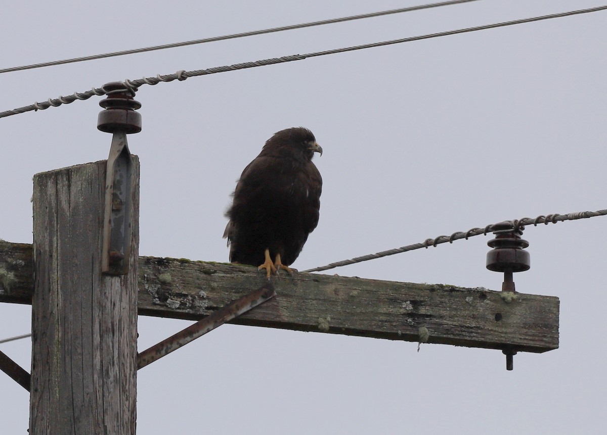 Red-tailed Hawk (calurus/alascensis) - ML614961665