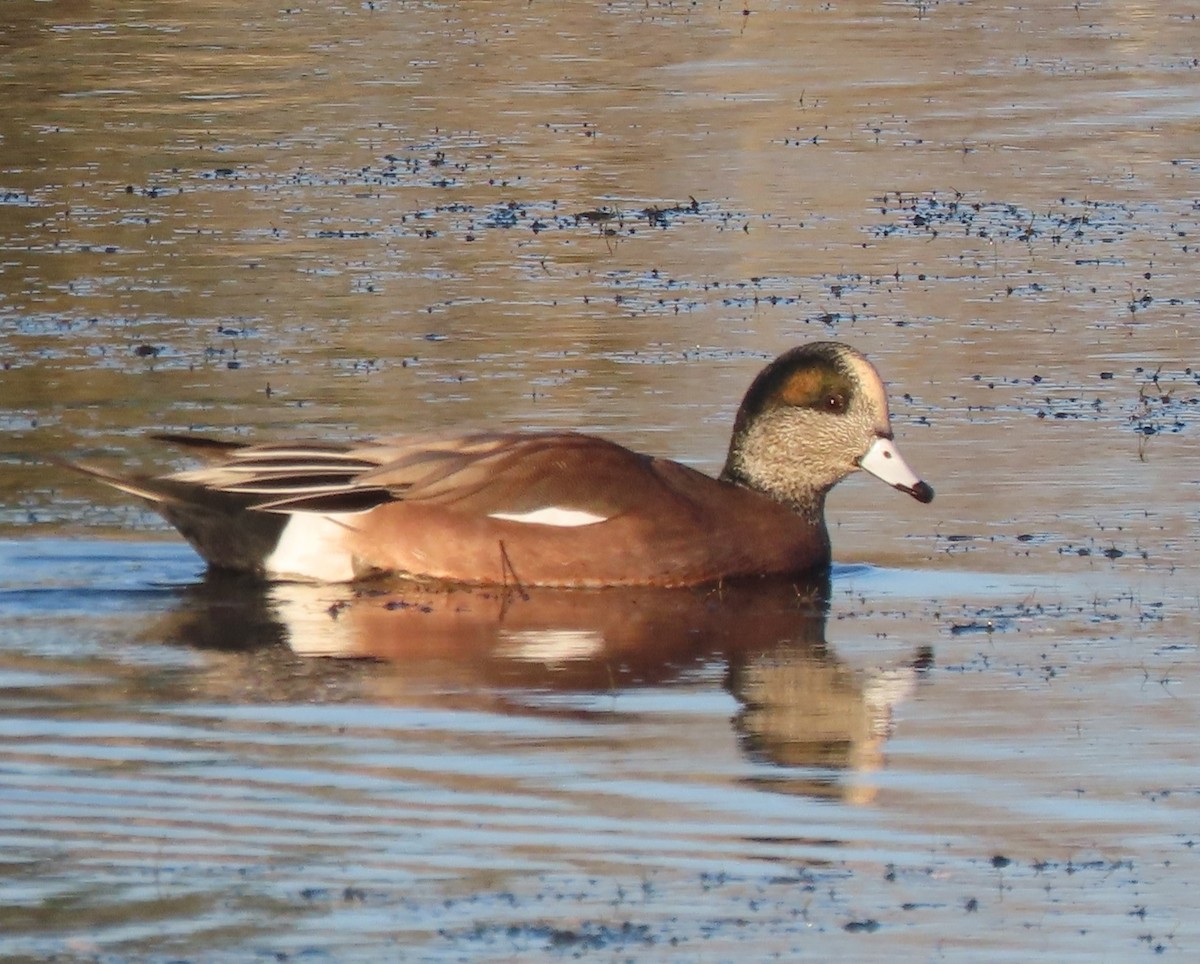 American Wigeon - ML614961688