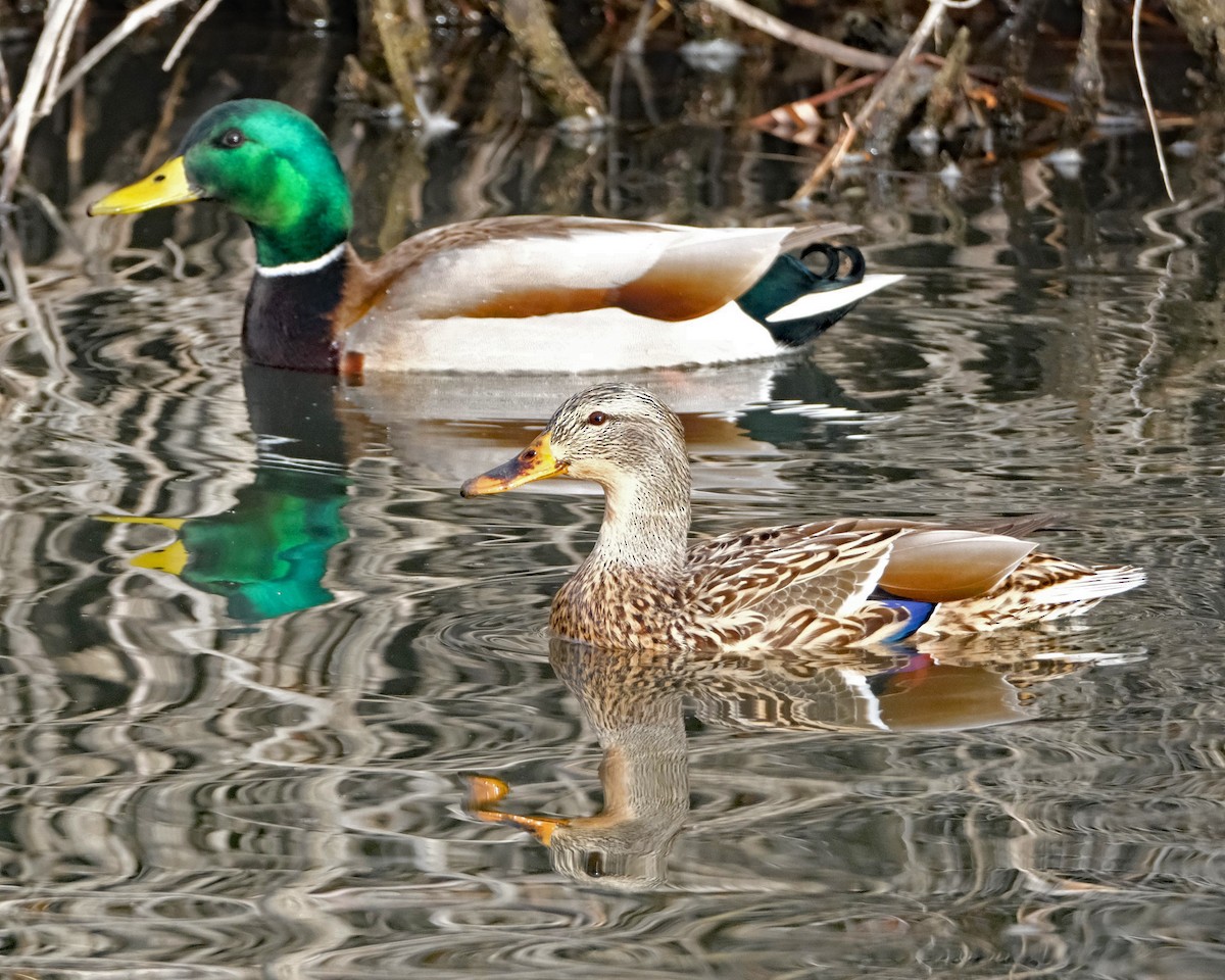 Mallard - ML614961691