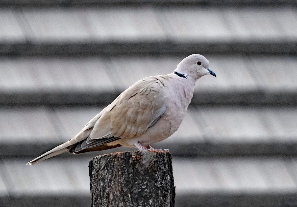 Eurasian Collared-Dove - Lori Bellis