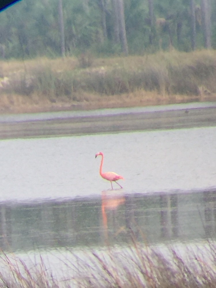 Flamant des Caraïbes - ML614961711