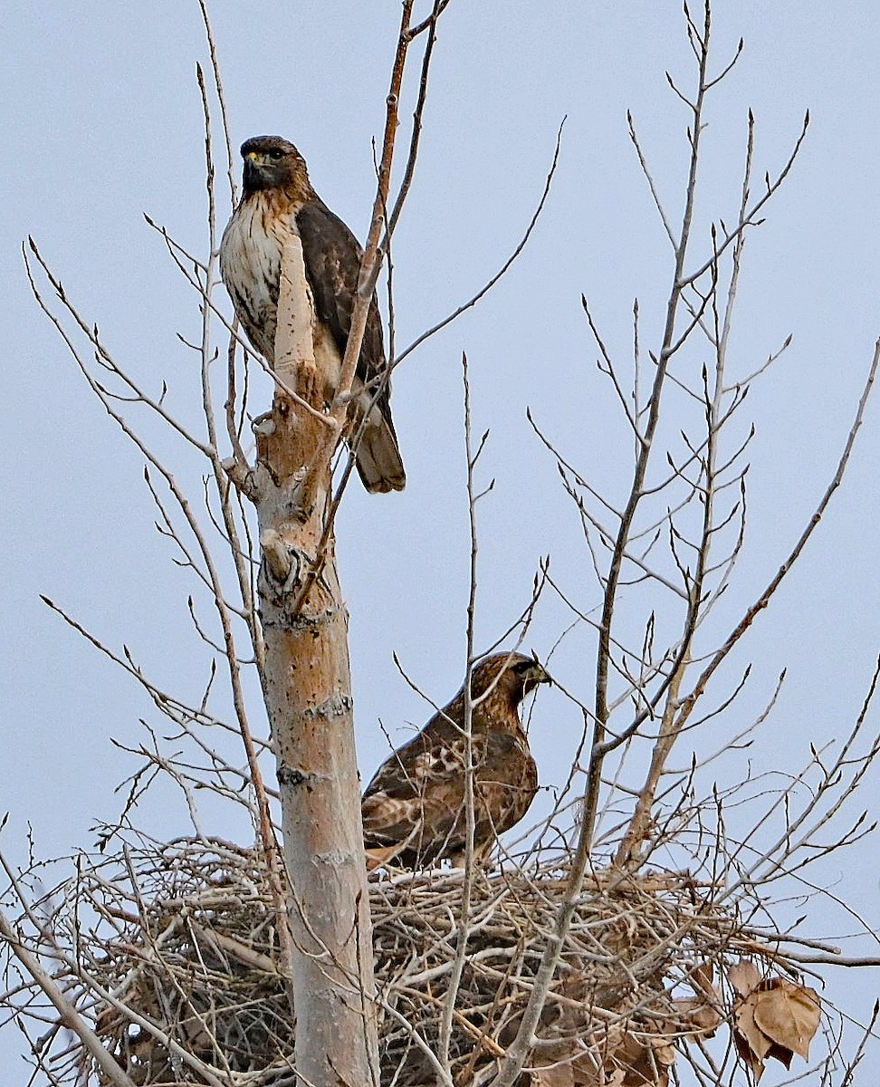 Red-tailed Hawk - ML614961722