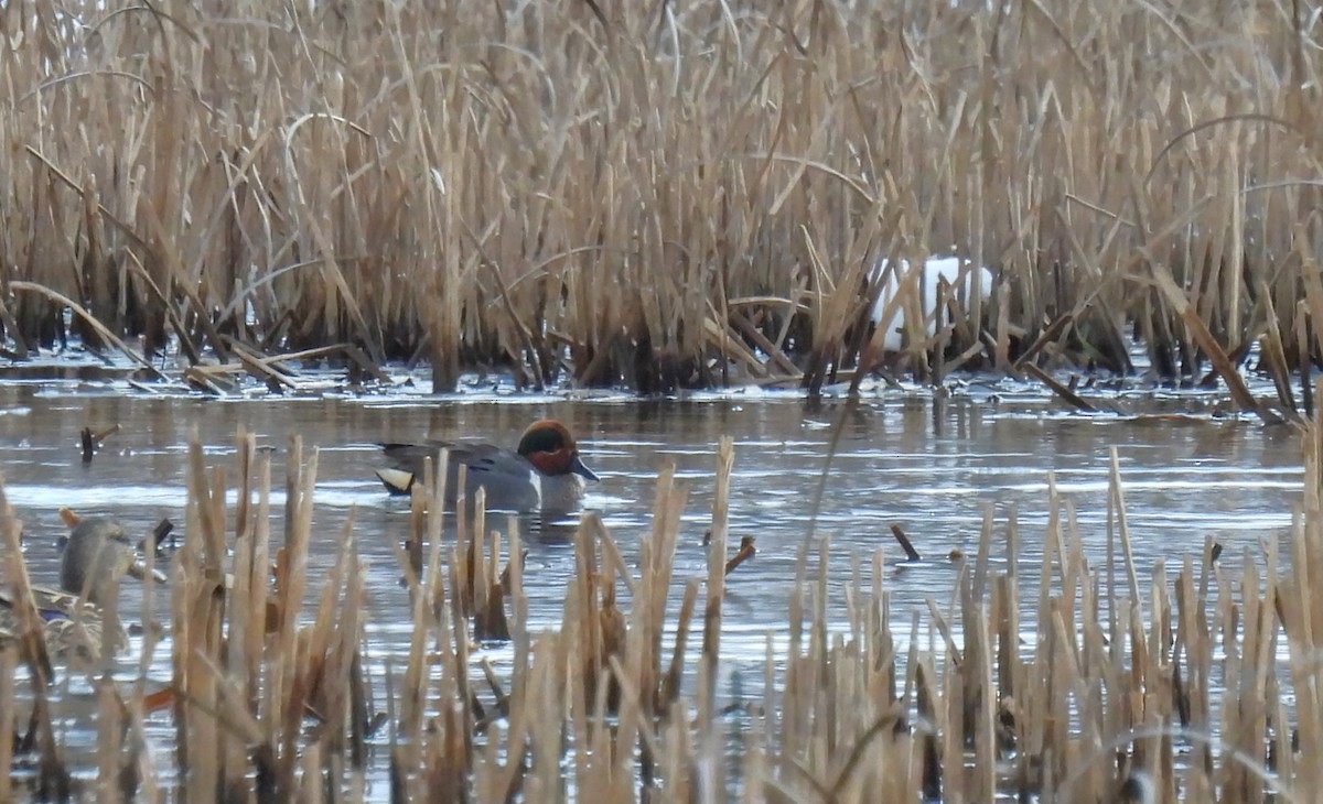 Green-winged Teal - ML614961727