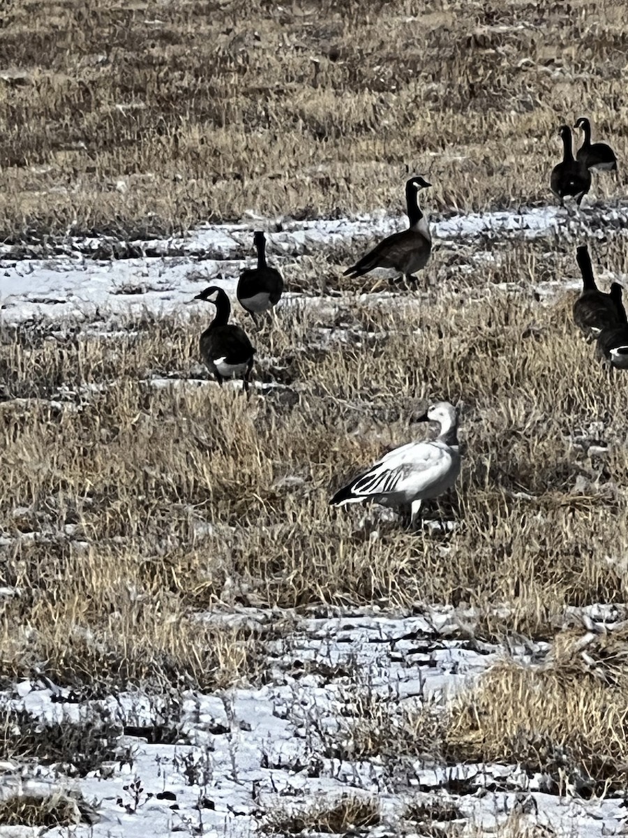 Snow Goose - ML614961728