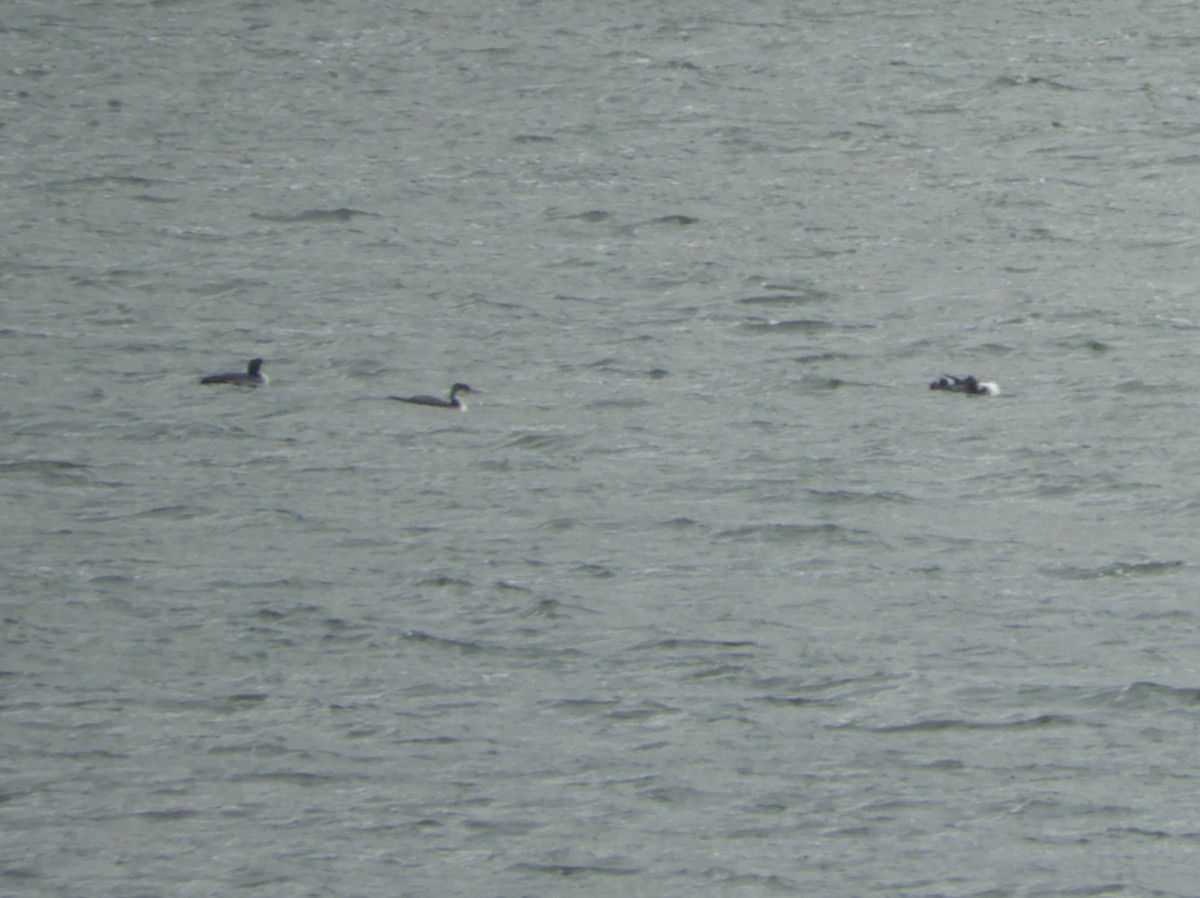 Common Loon - Rex Graham