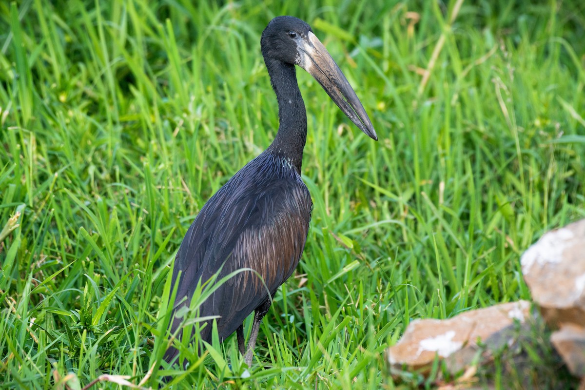 African Openbill - ML614961767