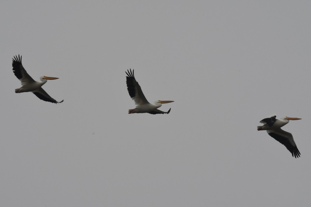 American White Pelican - ML614961811